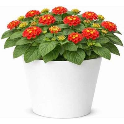 Lantana Lantropics Red