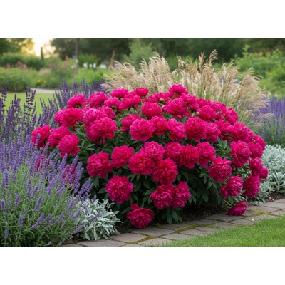 Pivoňka 'Red sarah bernhardt' v květináči – Sleviste.cz