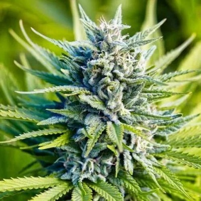 PowerStrains Amnesia Haze AUTO semenana neobsahují THC 5 ks
