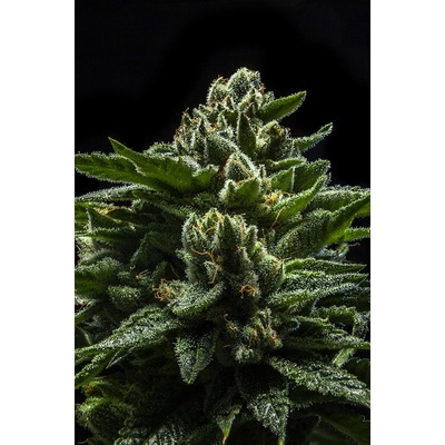 Ripper Seeds DO-G semena neobsahují THC 5 ks