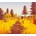 Forest Mystery