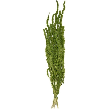 Amaranthus