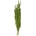 Amaranthus