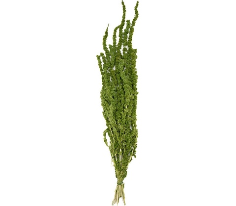 Amaranthus