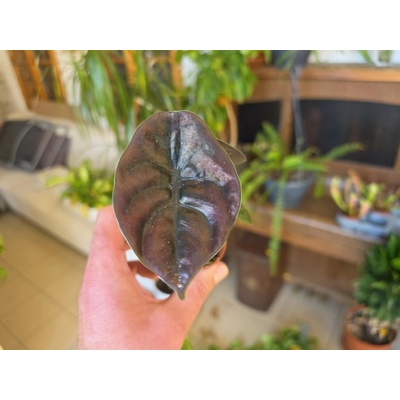 Alocasia cuprea ‘Red Secret’
