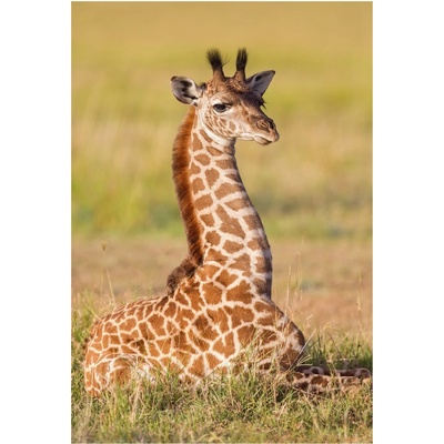 DINO Zvířátka Žirafa 54 dílků