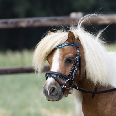 BUSSE Little černá/modrá
