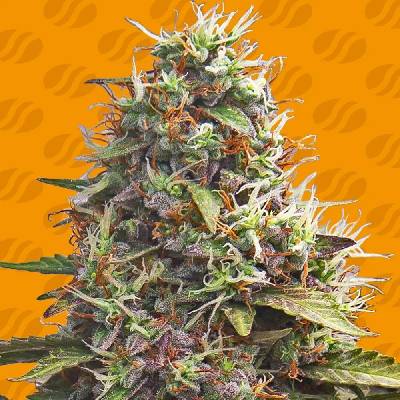Original Sensible Seeds Pellezino Cookies semena neobsahují THC 3 ks
