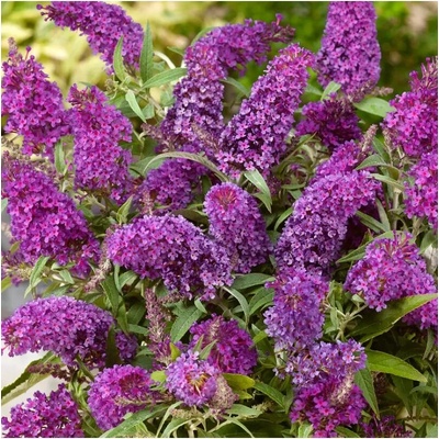 Buddleja davidii 'Candy Little Purple'® 30–40 VKR4L