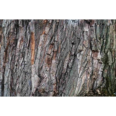 Dimex MS-5-2346 Vliesová fototapeta Dubová kůra rozměry 375 x 250 cm