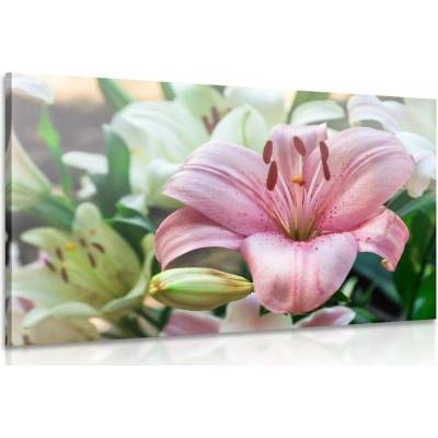Obraz rozkvetlé lilie v zahradě - 40x30