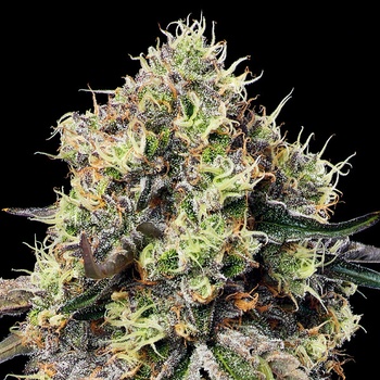 Anesia Seeds Roswell Code semena neobsahují THC 10 ks
