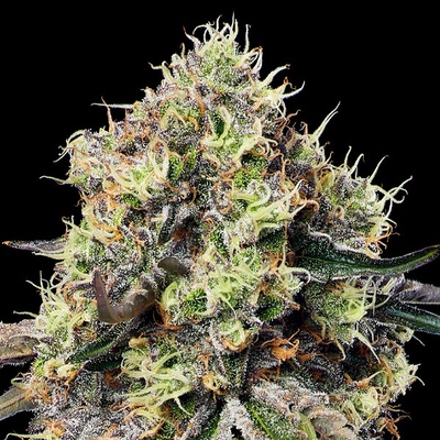 Anesia Seeds Roswell Code semena neobsahují THC 10 ks