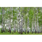 DIMEX ART Флизелинов фототапет пролетна брезова горичка 375 x 250 см
