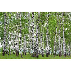 DIMEX ART Флизелинов фототапет пролетна брезова горичка 375 x 250 см