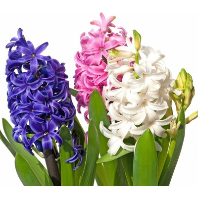 Směs hyacintů - Hyacinthus mix - cibule hyacintu - 5 ks