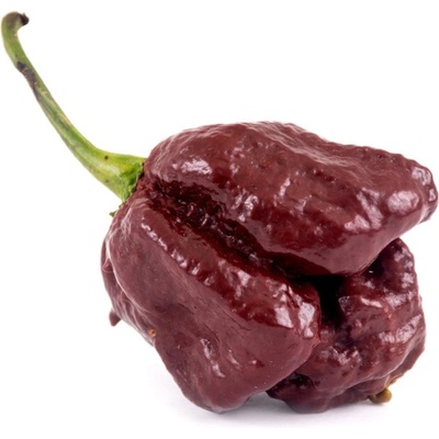 Chilli Trinidad Scorpion Moruga Chocolate - Capsicum chinense - semená chilli - 5 ks