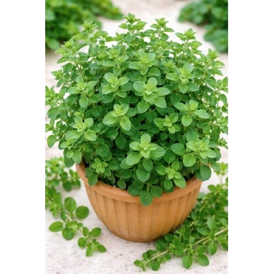 SEMO Majoránka Marietta 0,35 g – Zboží Dáma