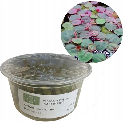 Phyllanthus fluitans – Zboží Mobilmania
