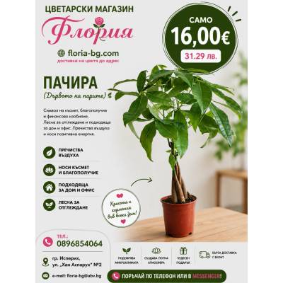 Пахира