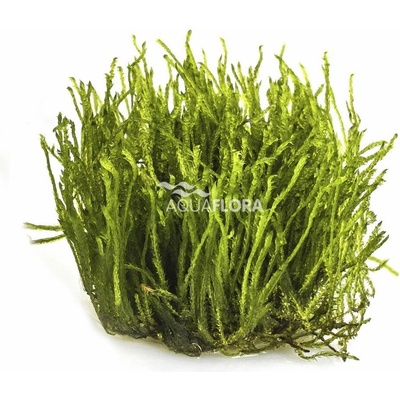 Taxiphyllum sp. Spiky moss