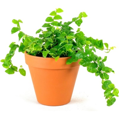 Gardners Ficus pumila, průměr 8,5 cm Fíkus droboučký