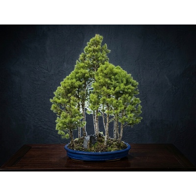 Picea glauca conica lesík (smrk sivý)