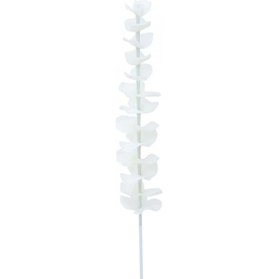 Eukalyptus bílý - křišťálový, 81 cm, 12 ks