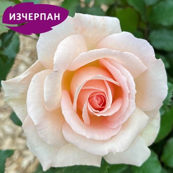 Harkness Роза Chandos Beauty®