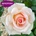 Harkness Роза Chandos Beauty®