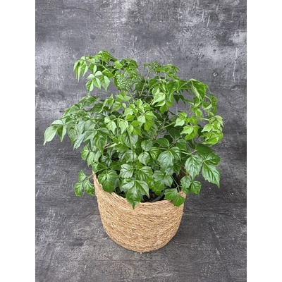 Radermachera Sinica 17 cm