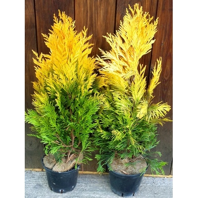 Tuja riasnatá (Thuja plicata ´4ever gold´) veľkosť 40-50cm