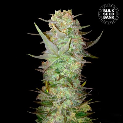 Bulk Seed Bank AUTO Dubai Poison semena neobsahují THC 10 ks