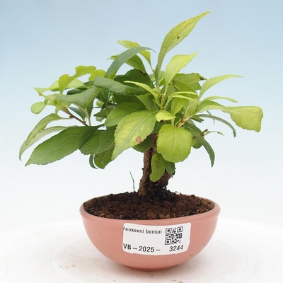 e-bonsai Venkovní bonsai - Celastrus orbiculatus - Jesenec okrouhlolistý