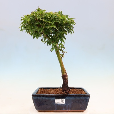 e-bonsai Venkovní bonsai -Javor dlanitolistý Acer palmatum Shishigashira