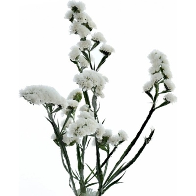 Statice SINUATUM FROST WINGS 75 cm / 40 g