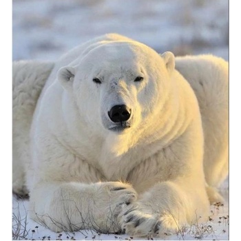DIMEX ART s. r. o Флизелинов фототапет полярна мечка 225 x 250 см