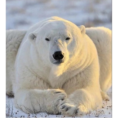 DIMEX ART Флизелинов фототапет полярна мечка 225 x 250 см