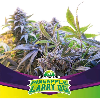 BSF Seeds Pineapple Larry OG semena neobsahují THC 4 ks