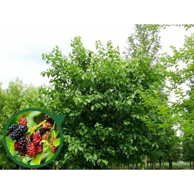 Moruša biela 40-70cm - Morus alba kont. 5 l
