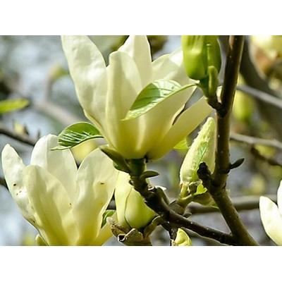 Magnolie Yellow Lantern (kontejner C2)