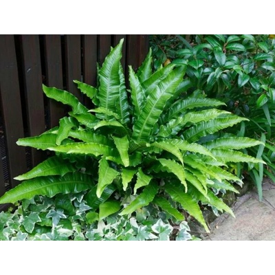 Jelení jazyk, kvetináč 11 cm