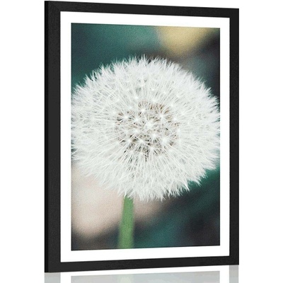 Plakát s paspartou bílý nadýchaný klobouček pampelišky - 20x30 silver