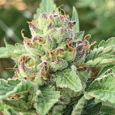 Humboldt Seed Company Apple Blossom semena neobsahují THC 5 ks
