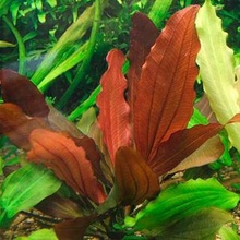 Echinodorus Red Indian