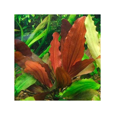 Echinodorus Red Indian