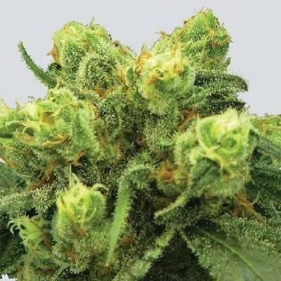 Nirvana Big Bud regular semena neobsahují THC 10 ks