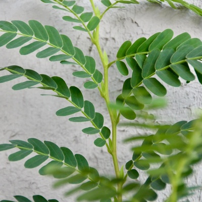 Tamarindus indica