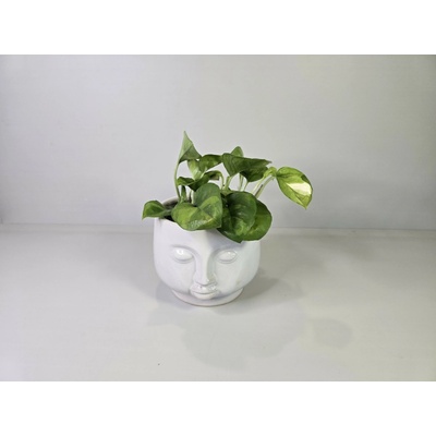 PlantBros flower Epipremnum ‘Global Green’
