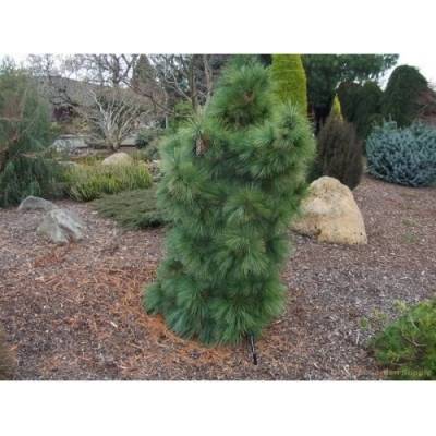 Borovica schwerinova (pinus schwerinii) ´WIETHORST´ - výška 30-40 cm, kont. C5L